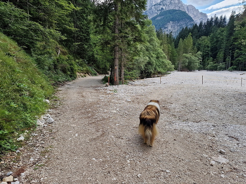 Slika je vidna v Google Chromu.