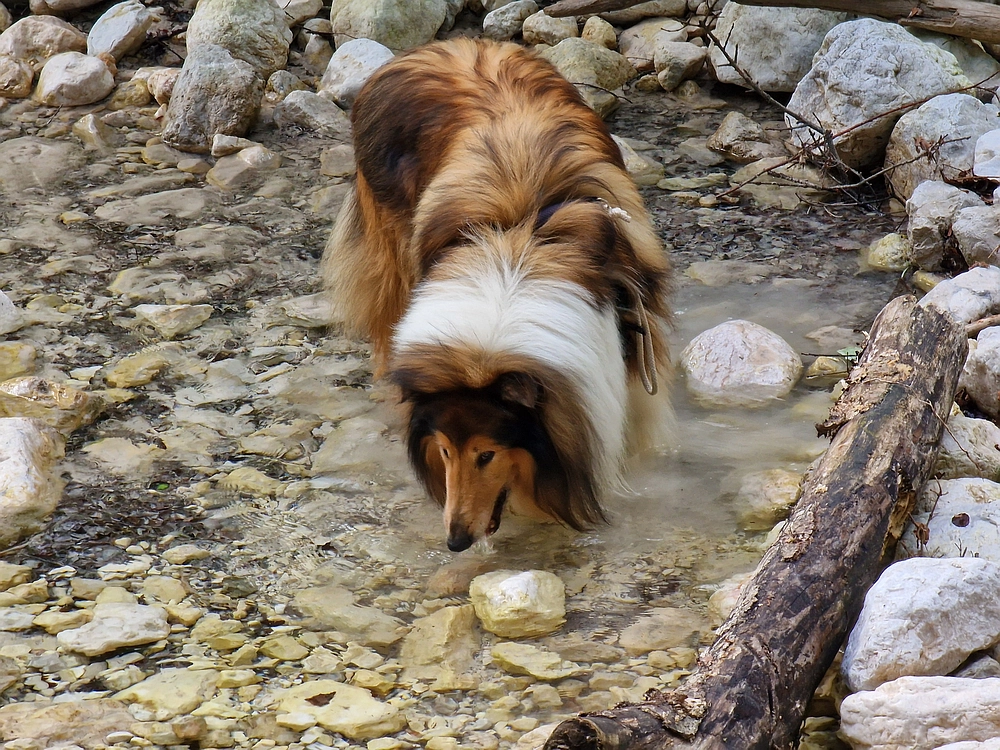 Slika je vidna v Google Chromu.