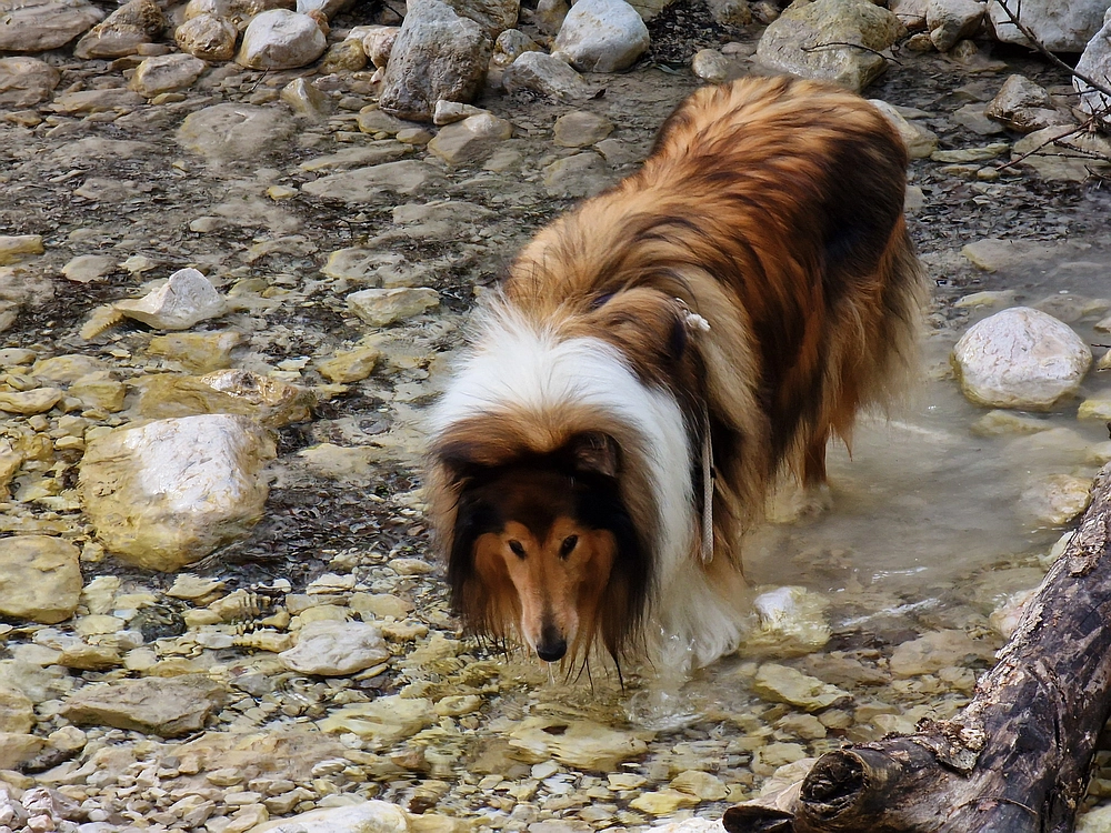 Slika je vidna v Google Chromu.