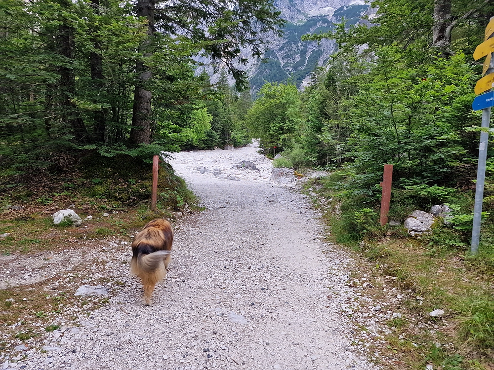 Slika je vidna v Google Chromu.