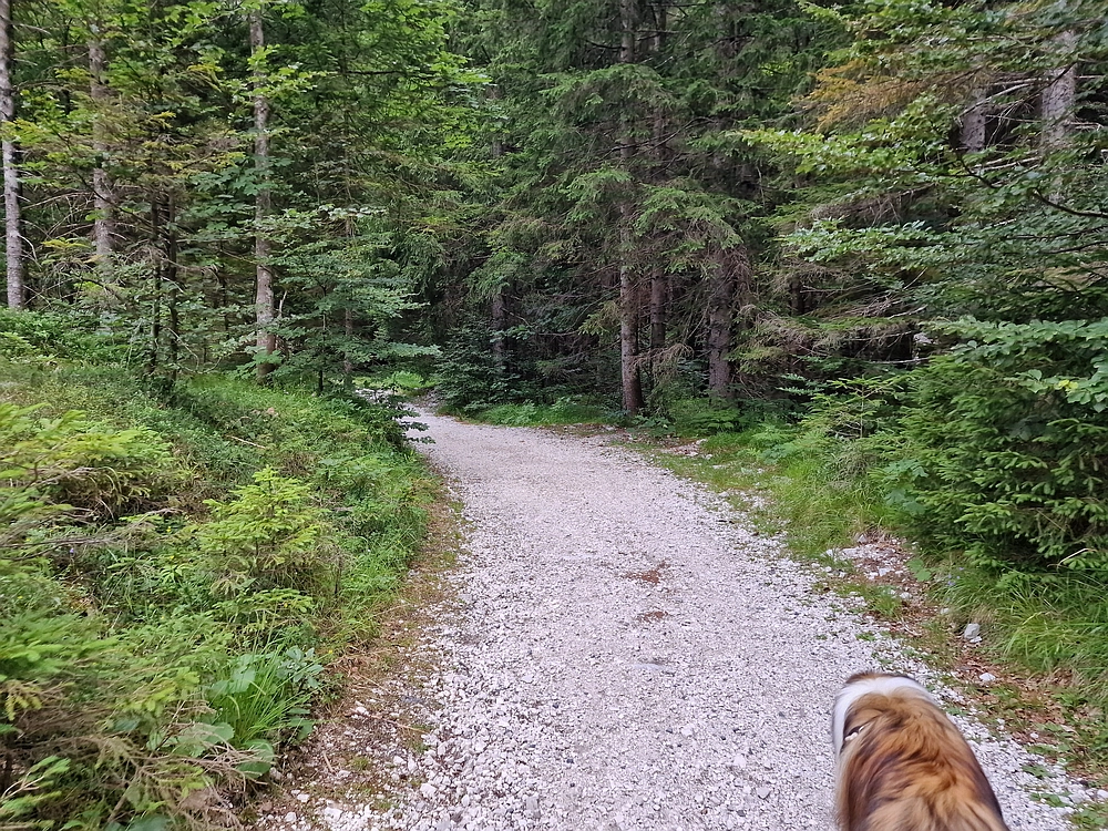 Slika je vidna v Google Chromu.