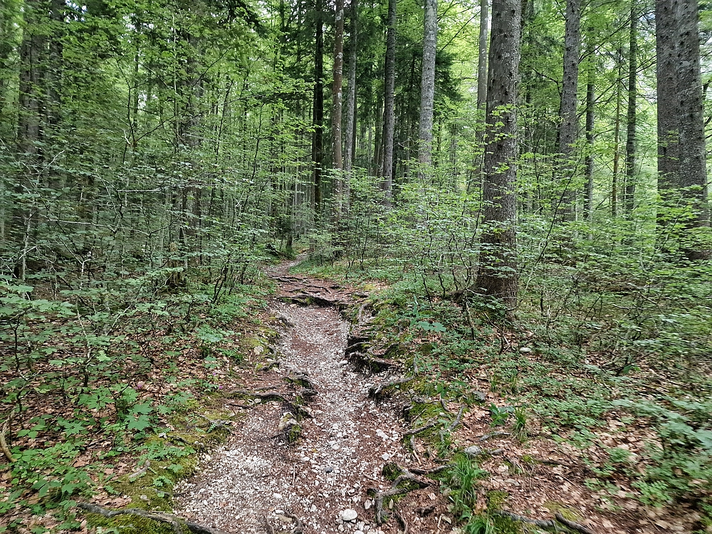 Slika je vidna v Google Chromu.