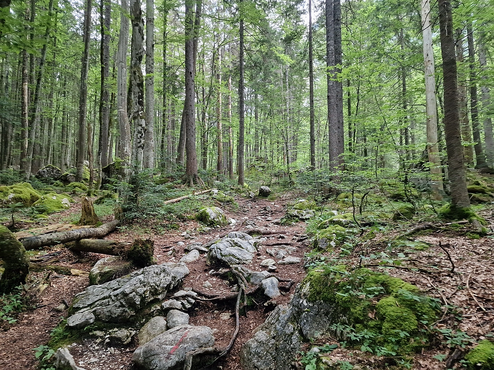 Slika je vidna v Google Chromu.
