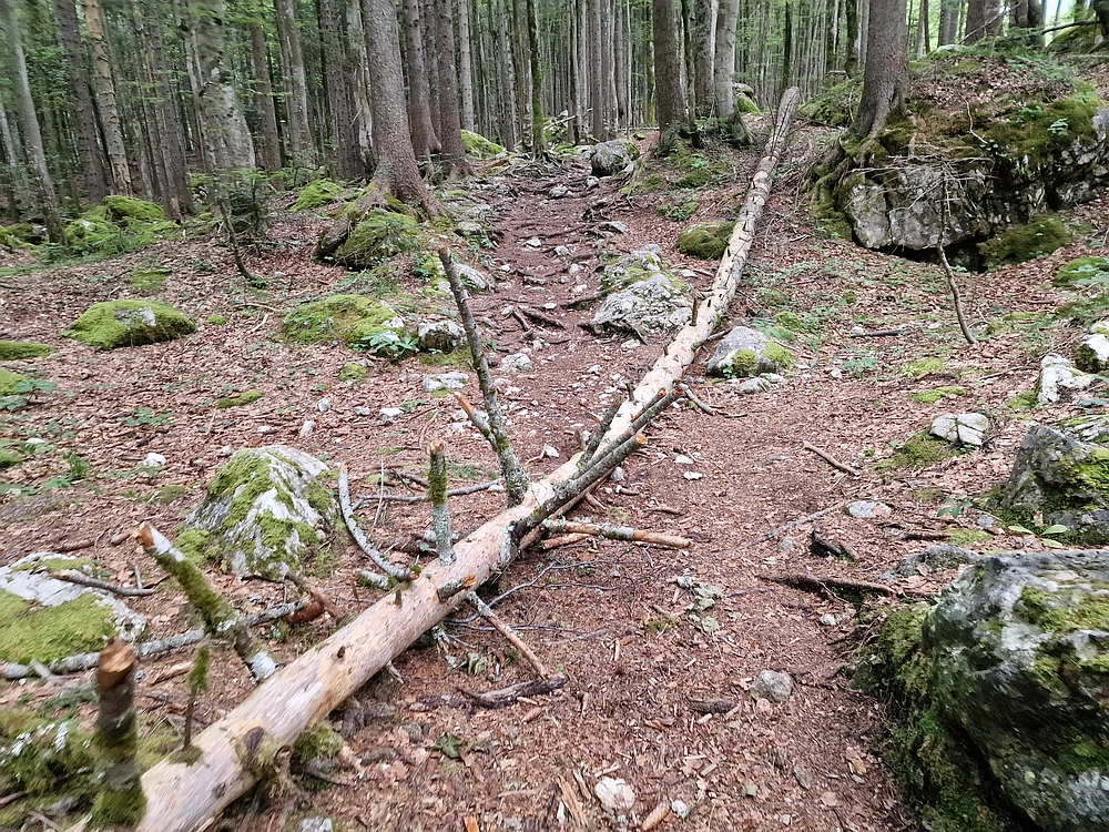 Slika je vidna v Google Chromu.
