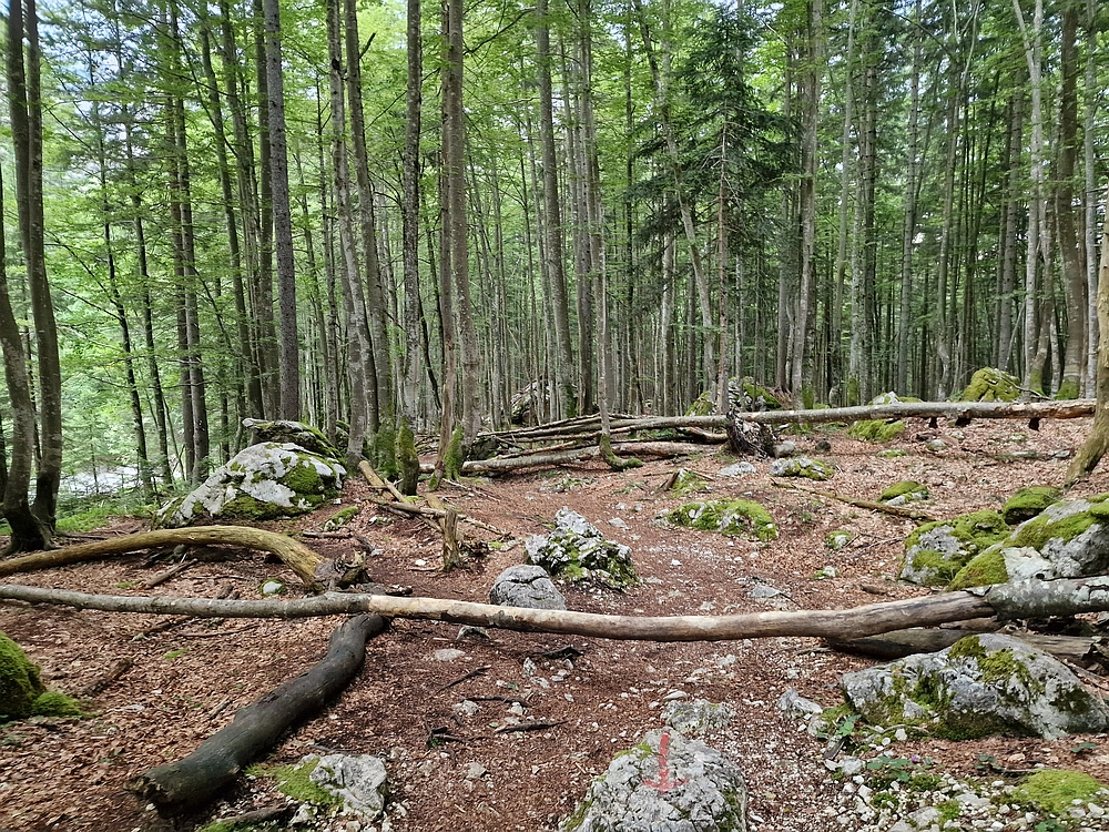 Slika je vidna v Google Chromu.
