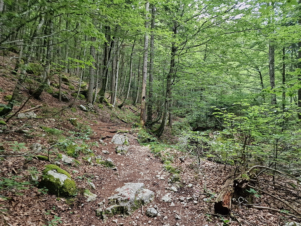 Slika je vidna v Google Chromu.