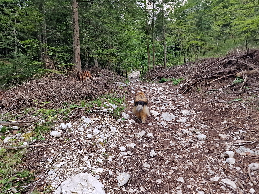 Slika je vidna v Google Chromu.