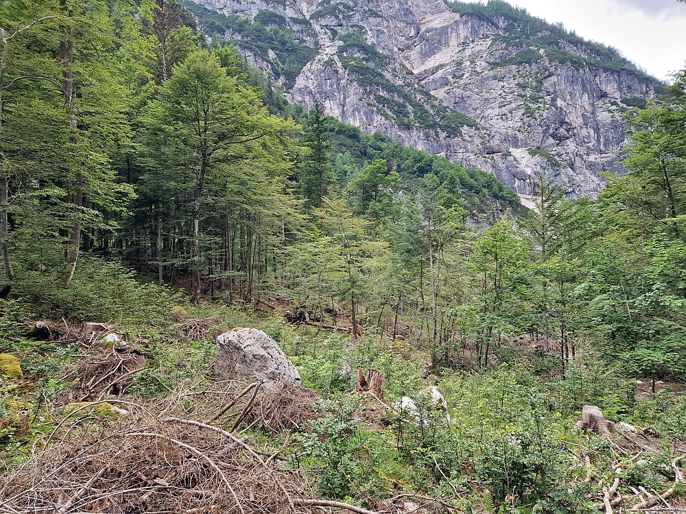 Slika je vidna v Google Chromu.