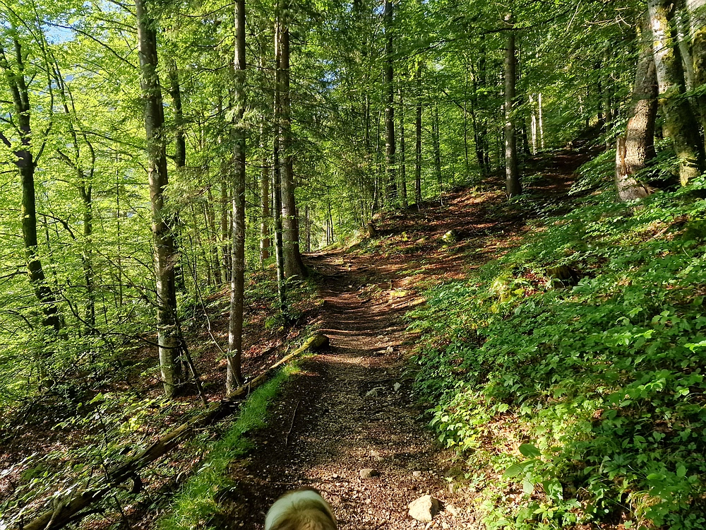 Slika je vidna v Google Chromu.