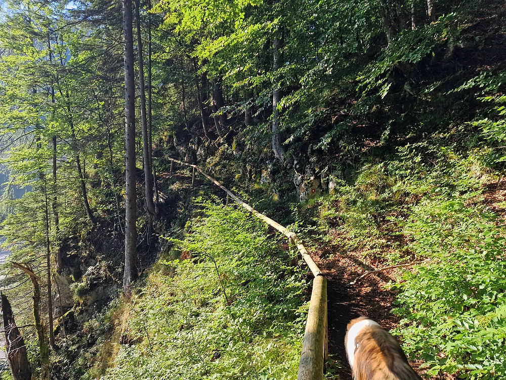 Slika je vidna v Google Chromu.