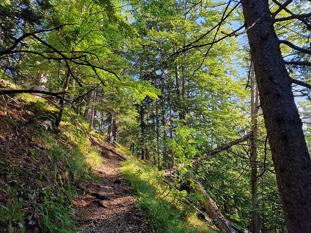 Slika je vidna v Google Chromu.
