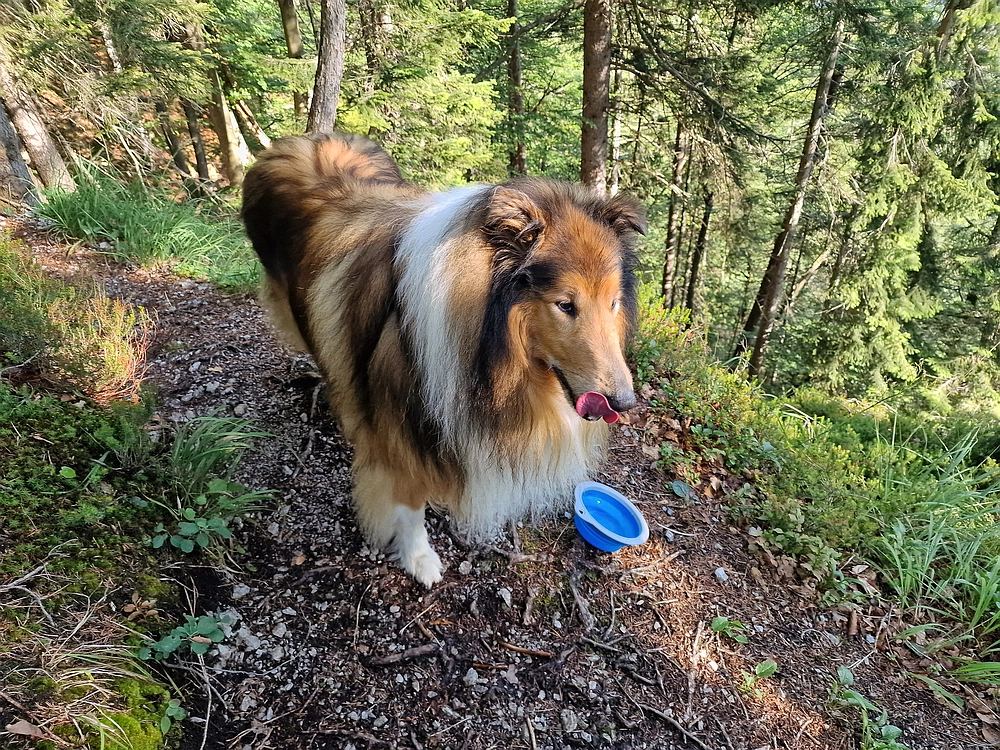 Slika je vidna v Google Chromu.