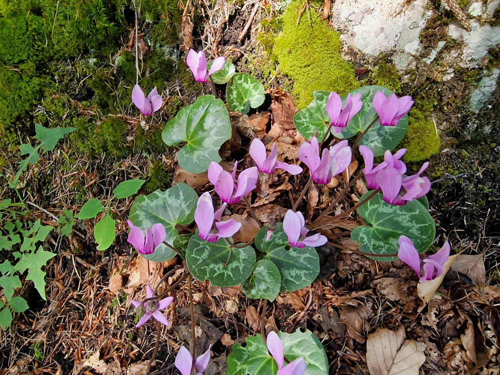 Slika je vidna v Google Chromu.