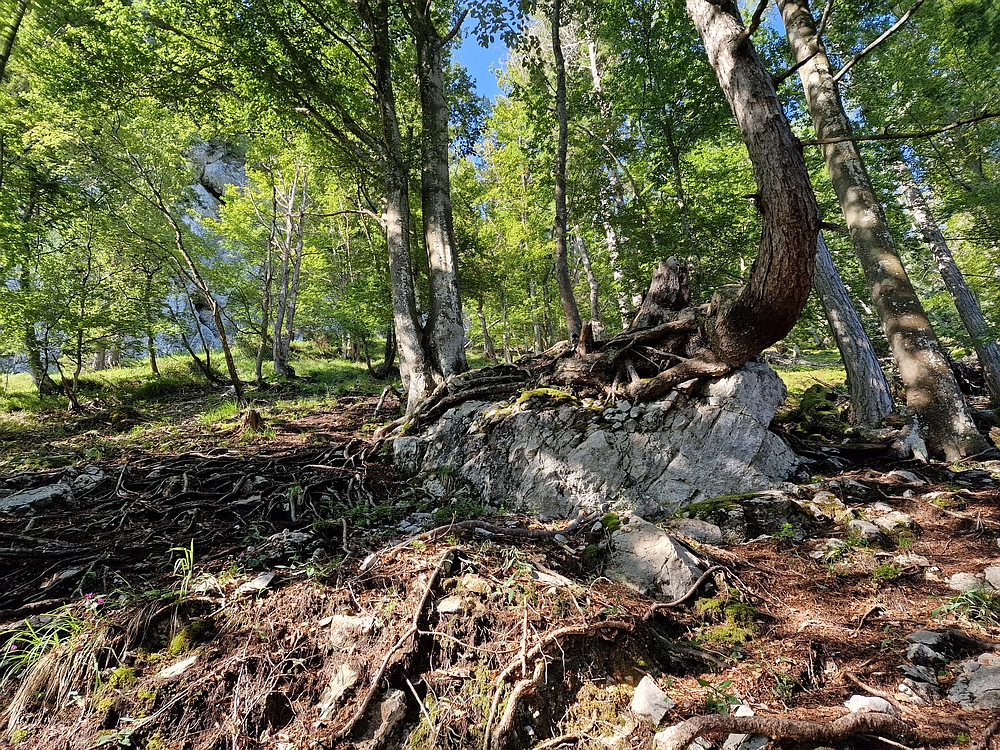 Slika je vidna v Google Chromu.