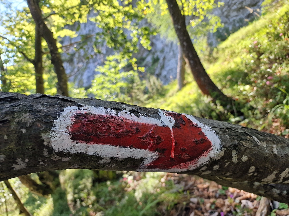 Slika je vidna v Google Chromu.