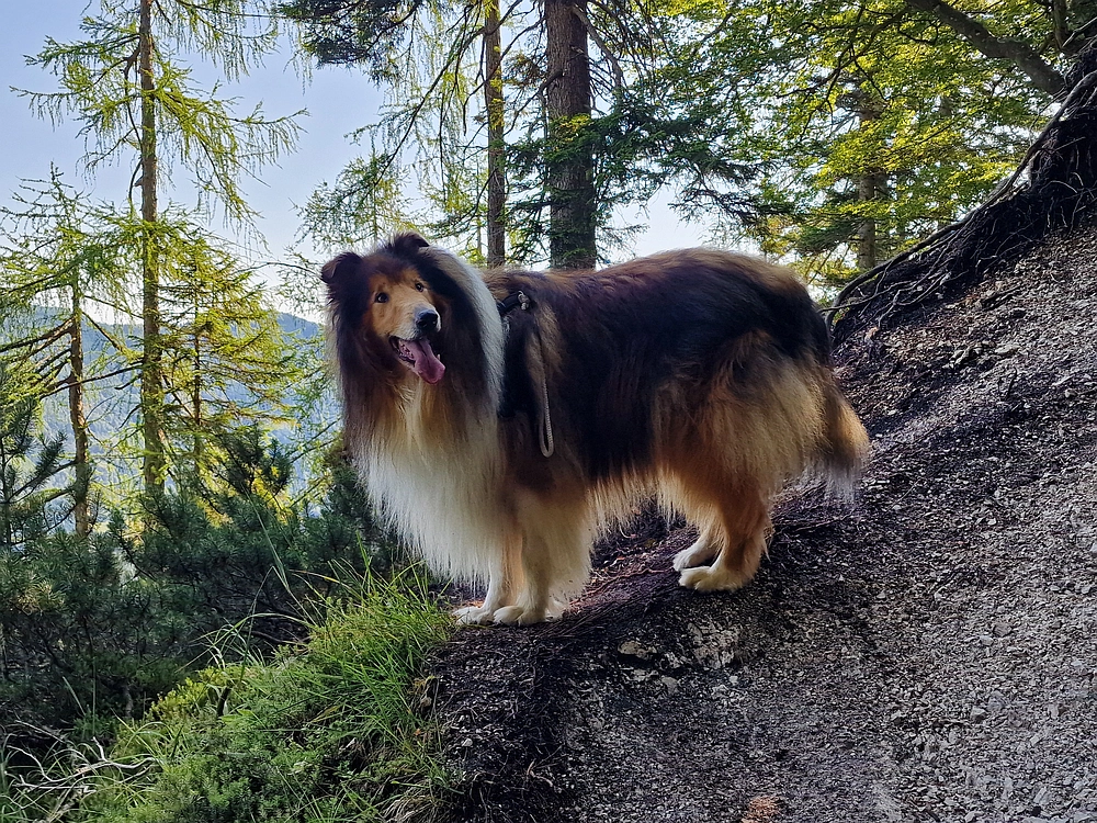 Slika je vidna v Google Chromu.