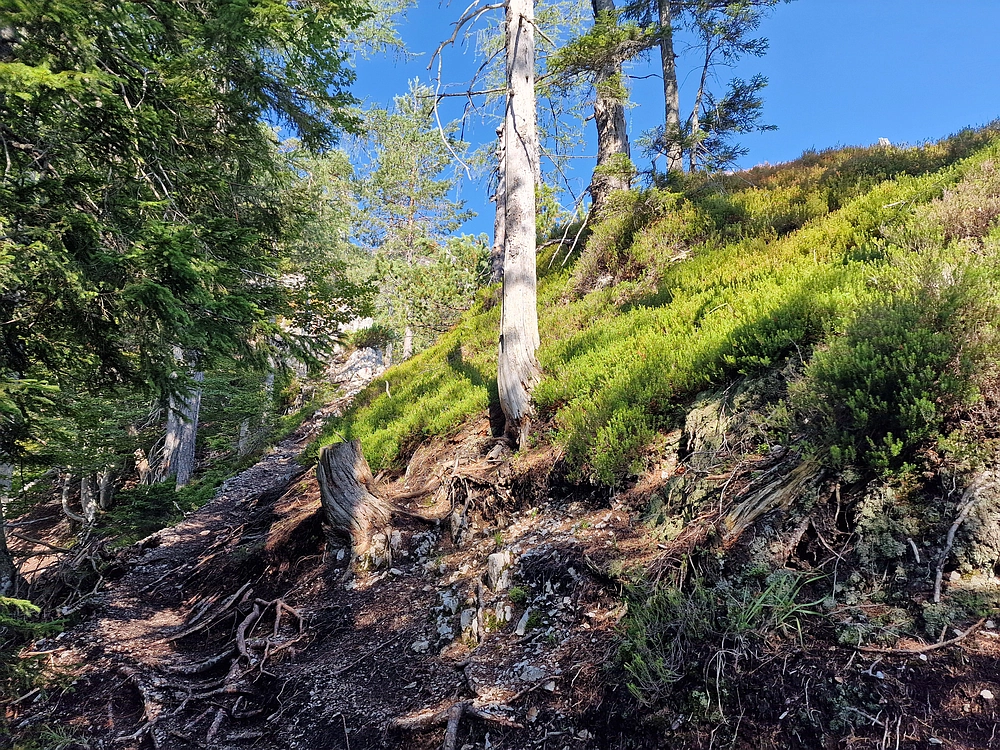 Slika je vidna v Google Chromu.