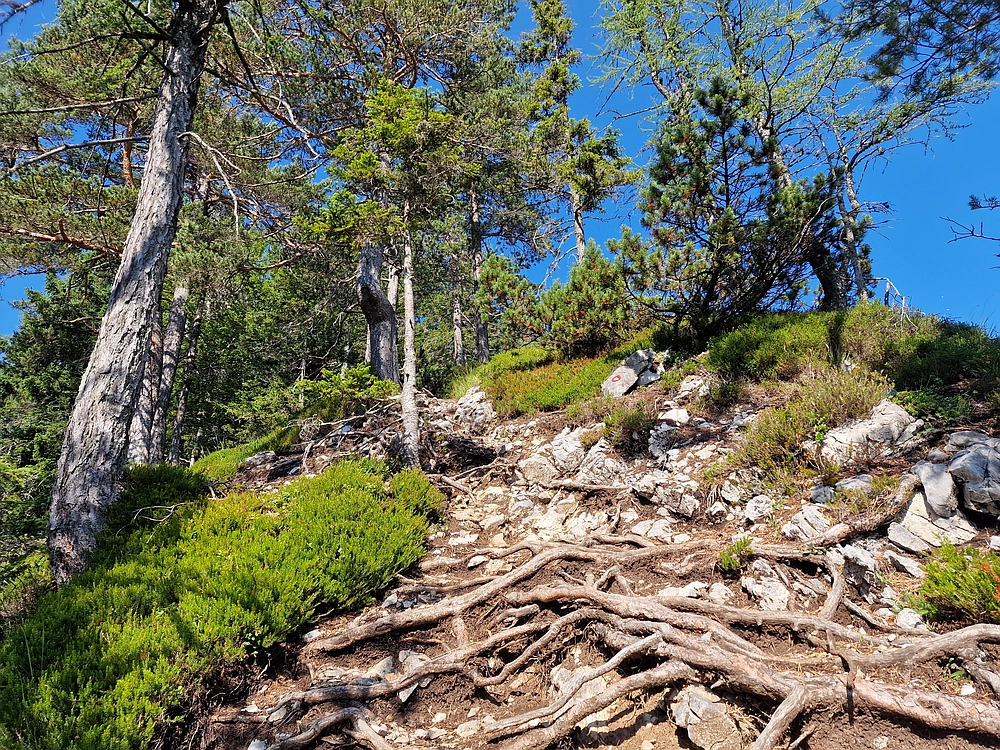 Slika je vidna v Google Chromu.