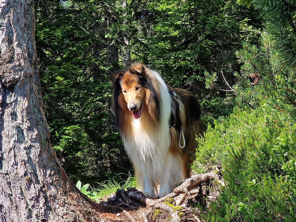 Slika je vidna v Google Chromu.