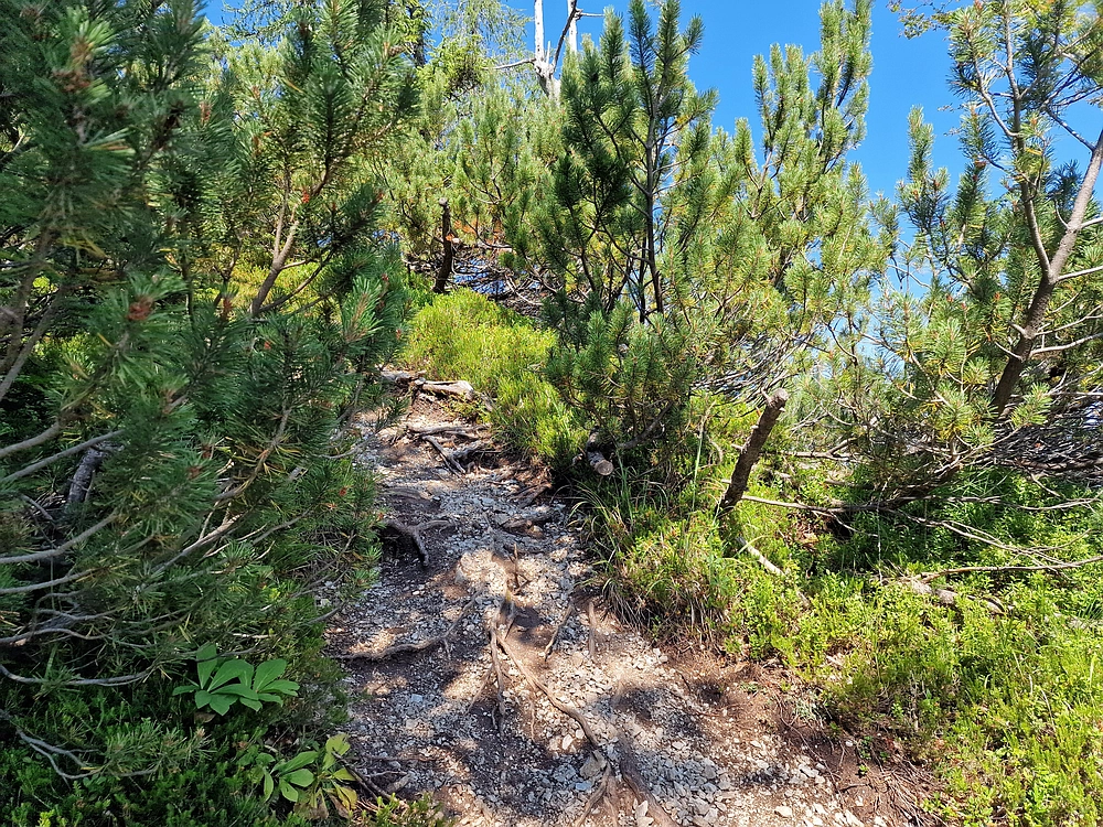 Slika je vidna v Google Chromu.