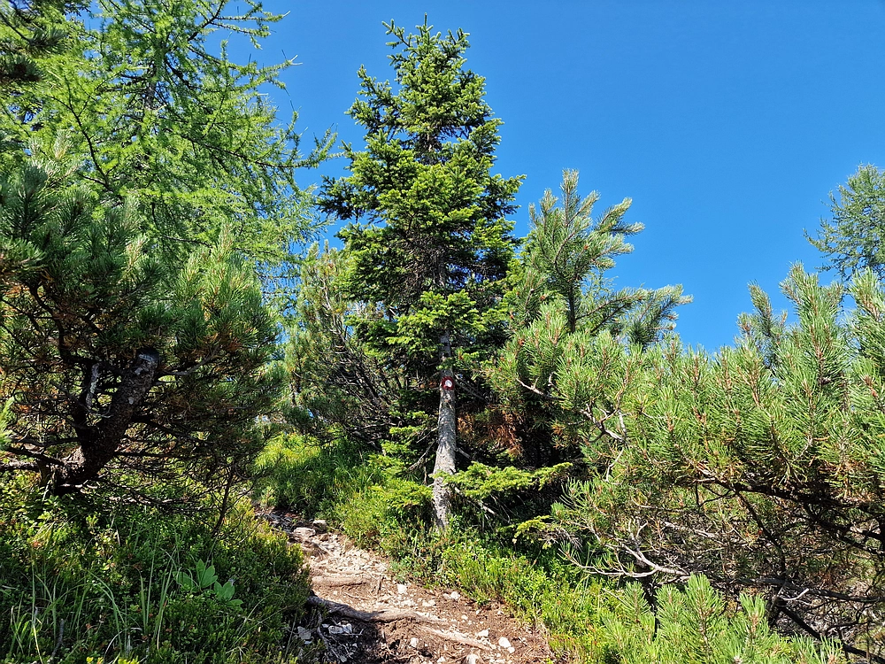 Slika je vidna v Google Chromu.