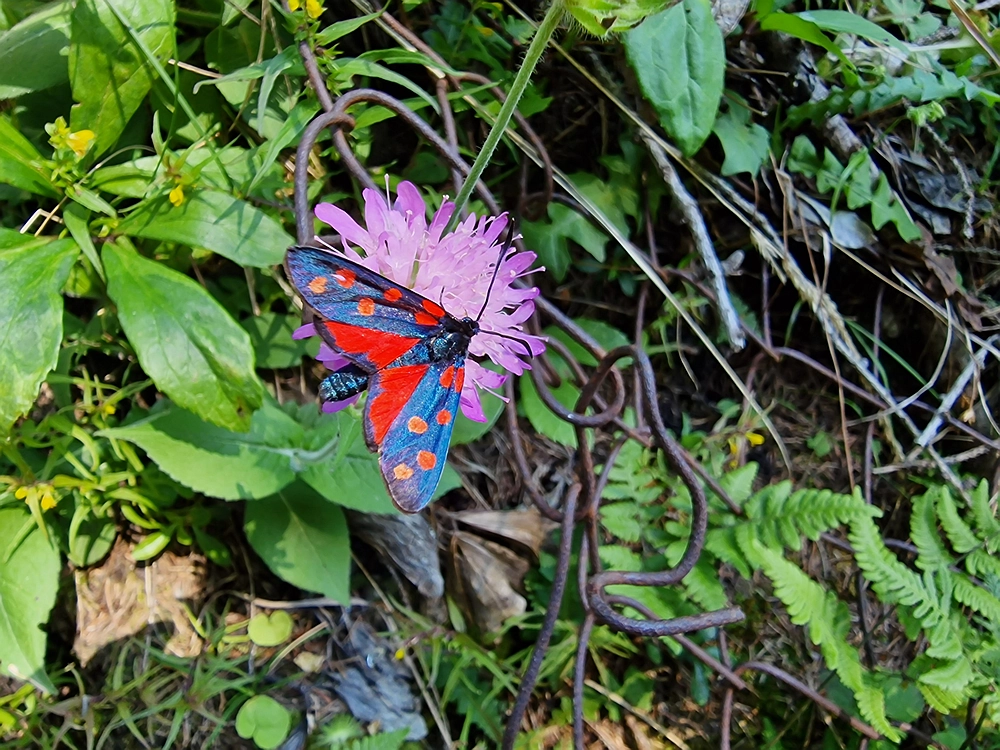 Slika je vidna v Google Chromu.
