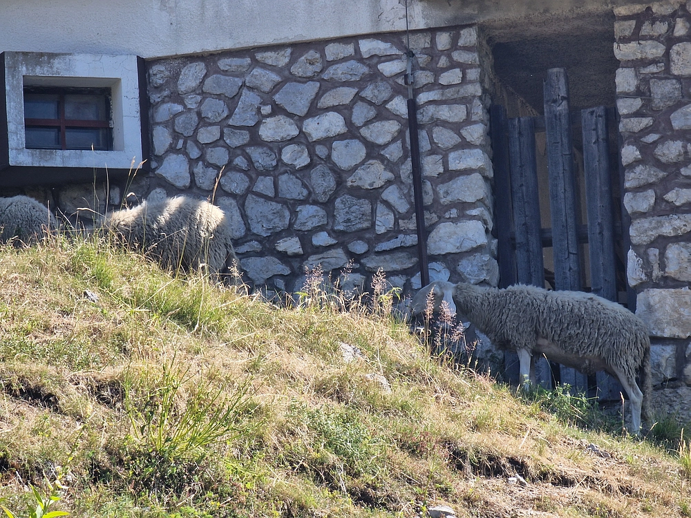 Slika je vidna v Google Chromu.