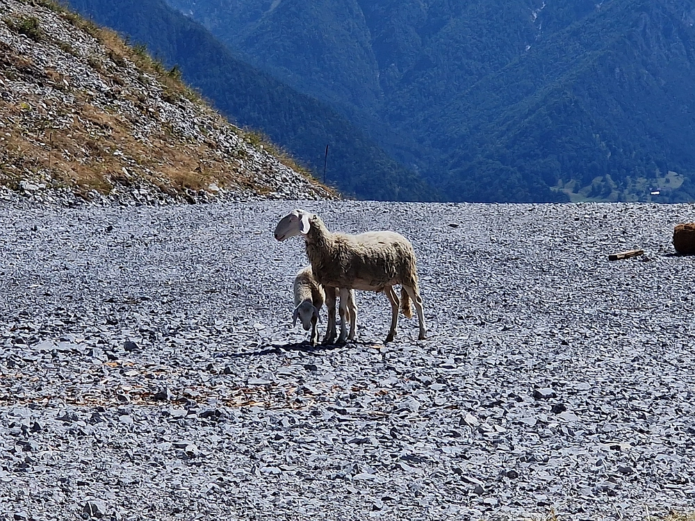 Slika je vidna v Google Chromu.