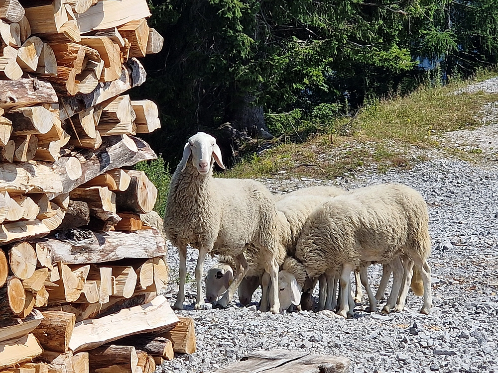Slika je vidna v Google Chromu.