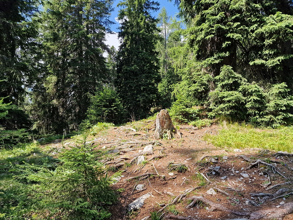 Slika je vidna v Google Chromu.