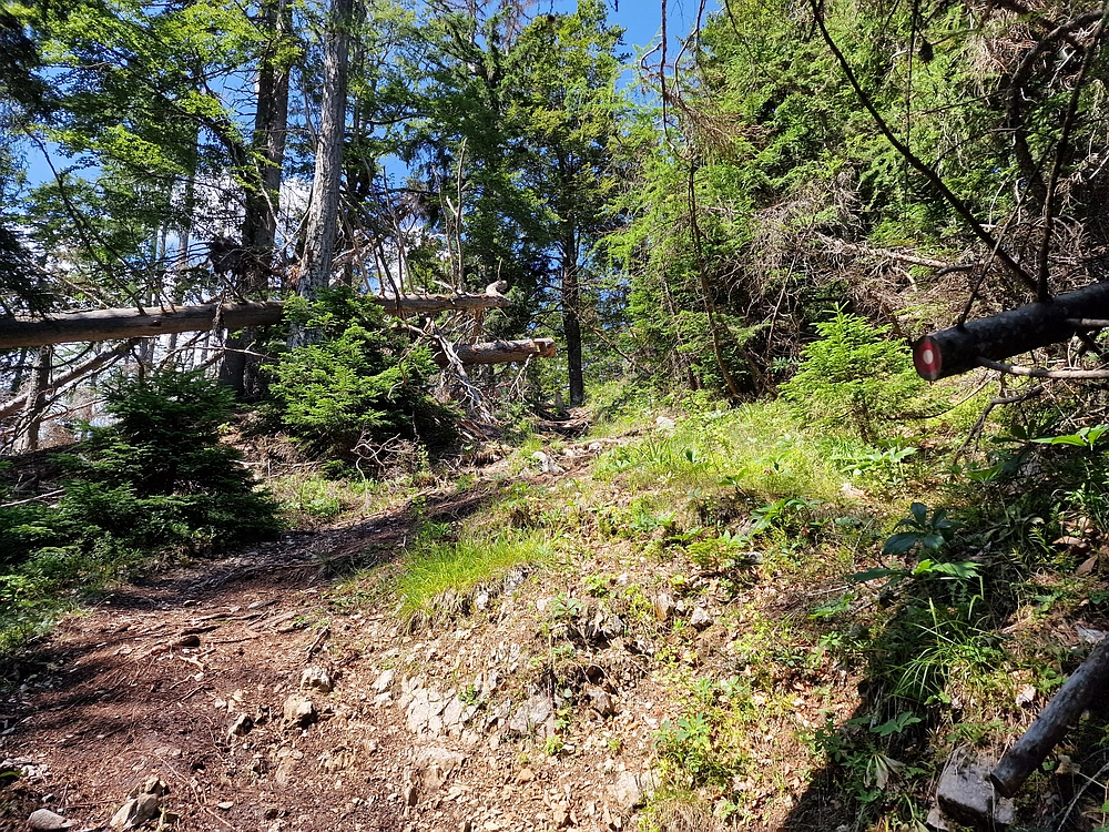 Slika je vidna v Google Chromu.