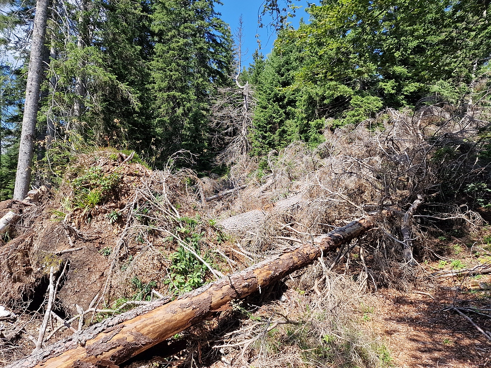 Slika je vidna v Google Chromu.