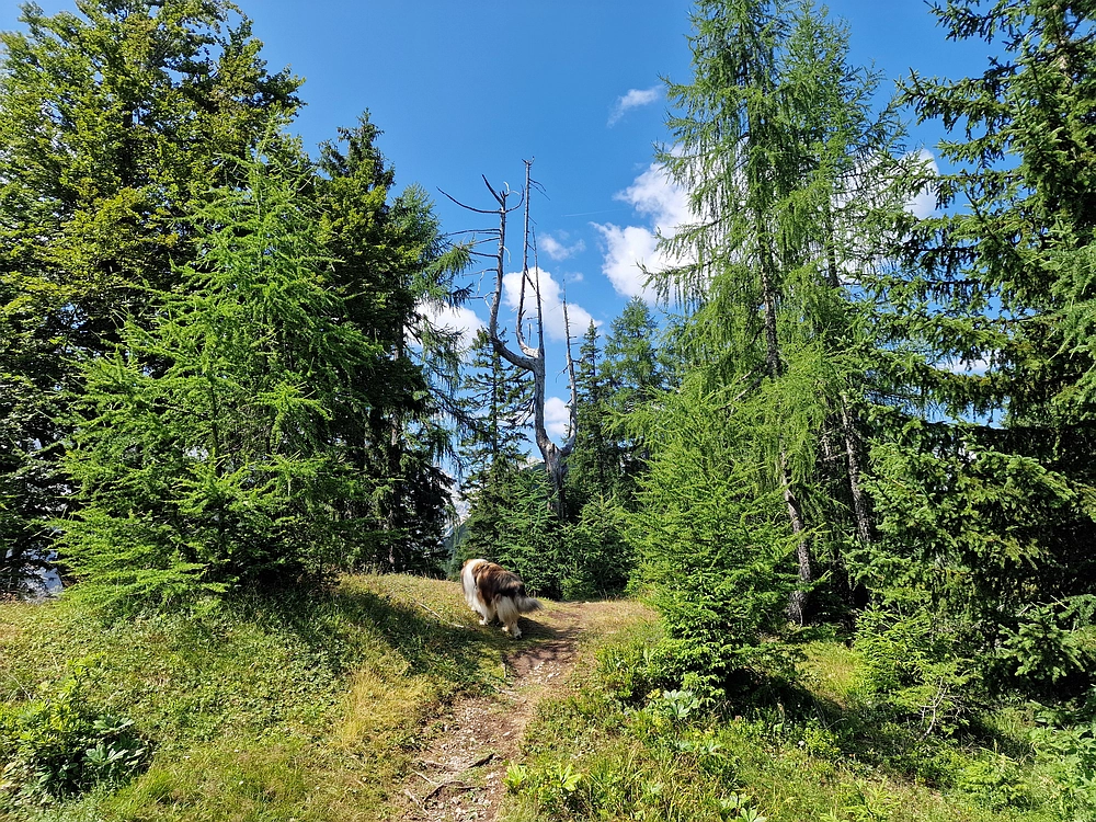 Slika je vidna v Google Chromu.