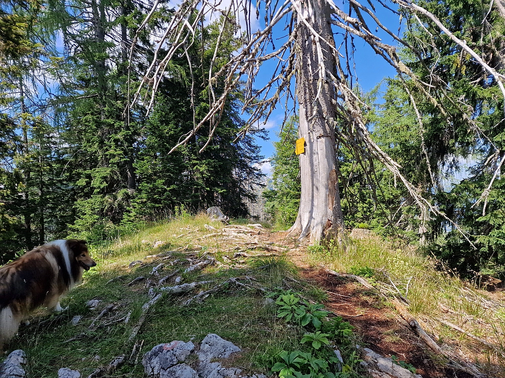 Slika je vidna v Google Chromu.