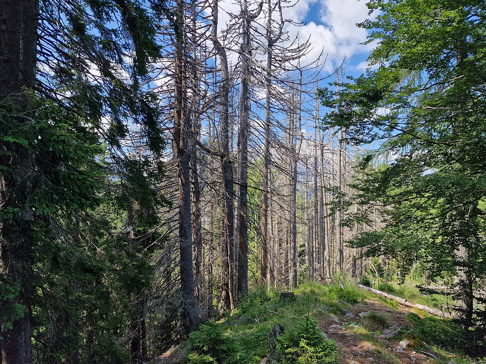 Slika je vidna v Google Chromu.