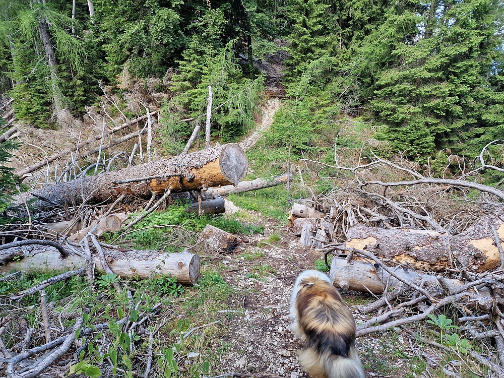 Slika je vidna v Google Chromu.