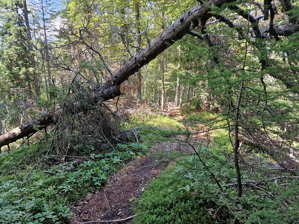 Slika je vidna v Google Chromu.