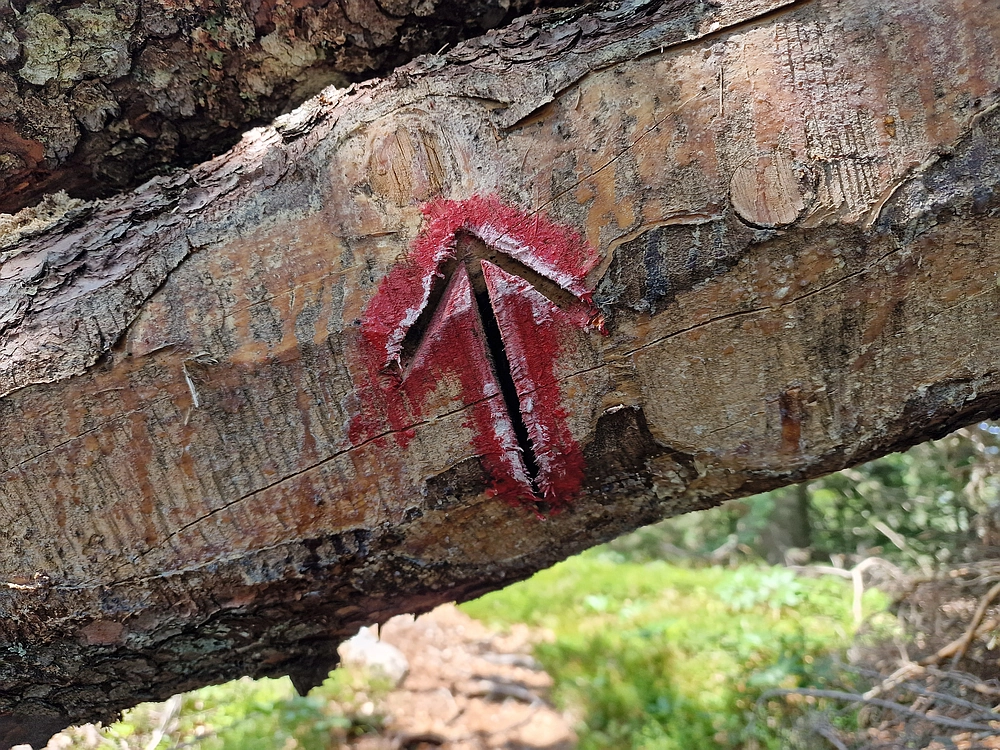 Slika je vidna v Google Chromu.