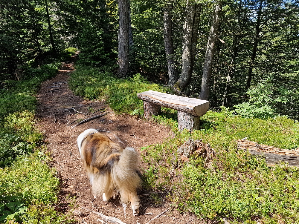 Slika je vidna v Google Chromu.