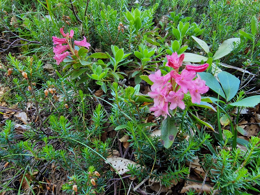Slika je vidna v Google Chromu.