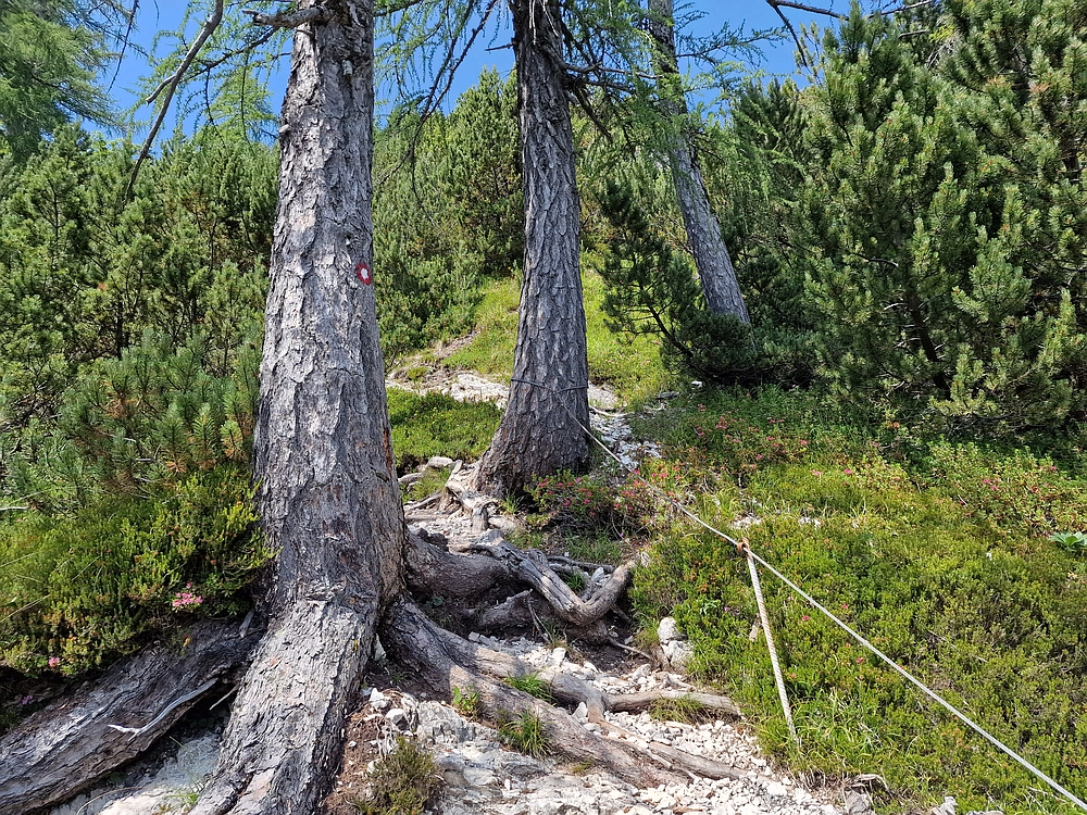 Slika je vidna v Google Chromu.