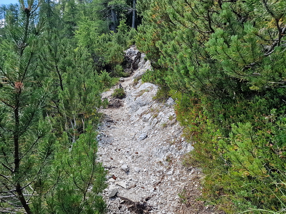 Slika je vidna v Google Chromu.