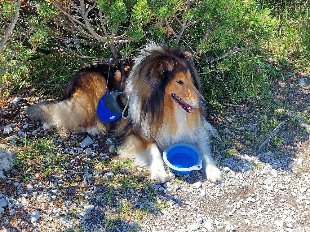 Slika je vidna v Google Chromu.