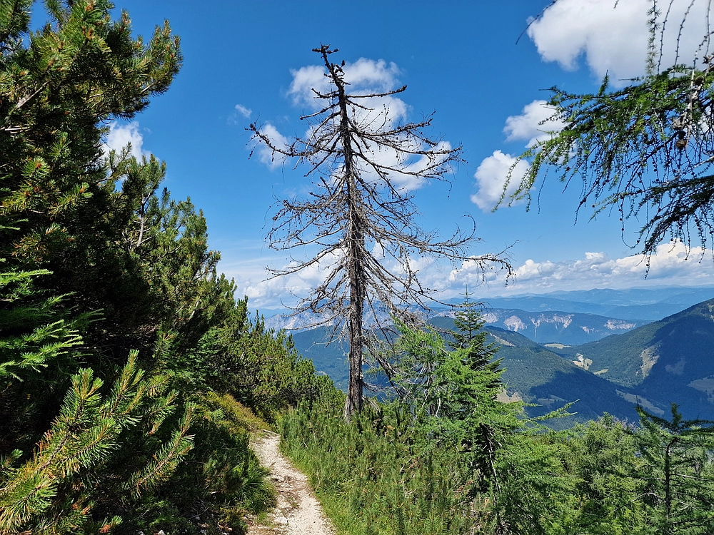 Slika je vidna v Google Chromu.