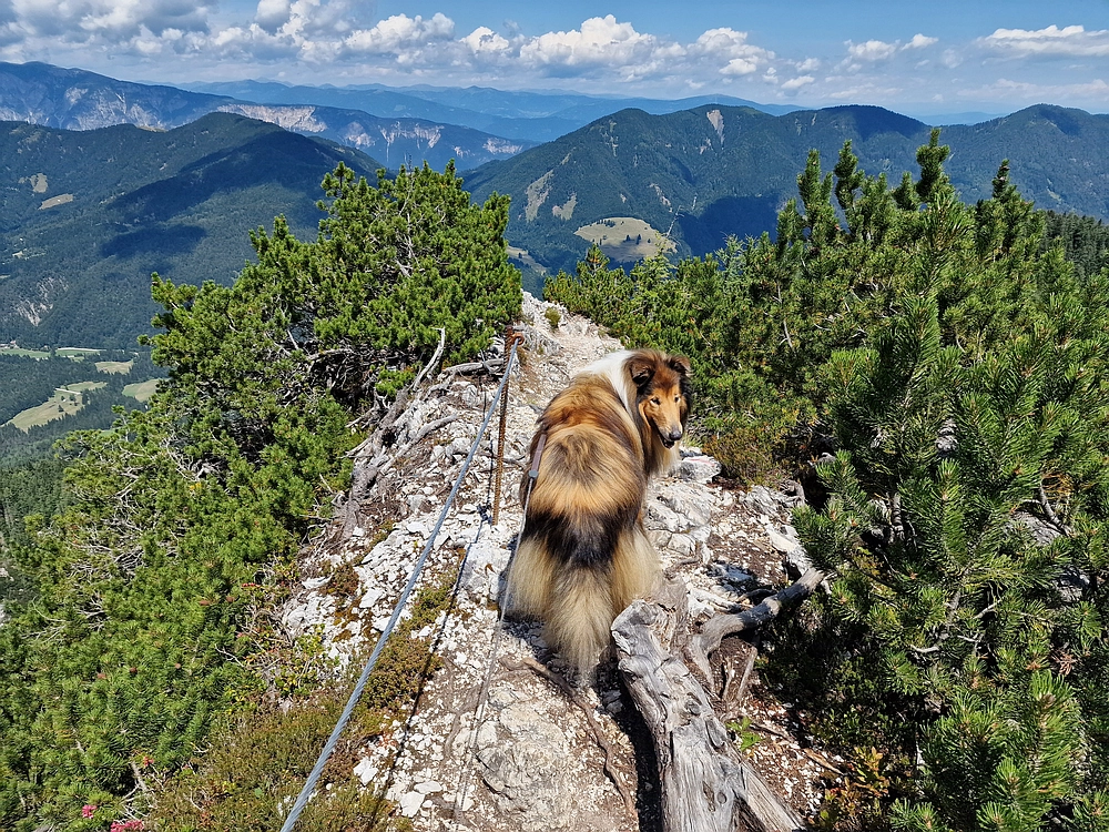 Slika je vidna v Google Chromu.