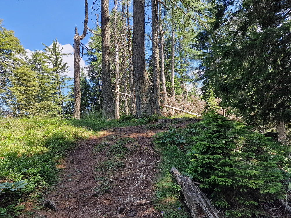 Slika je vidna v Google Chromu.