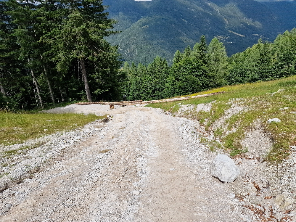 Slika je vidna v Google Chromu.