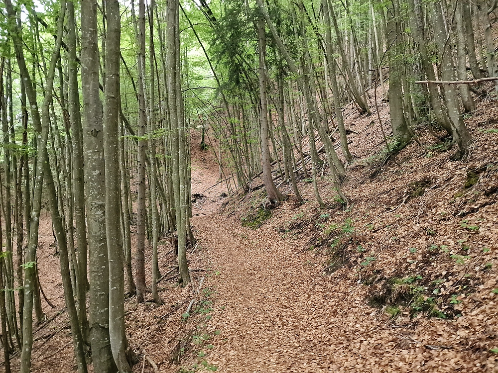 Slika je vidna v Google Chromu.