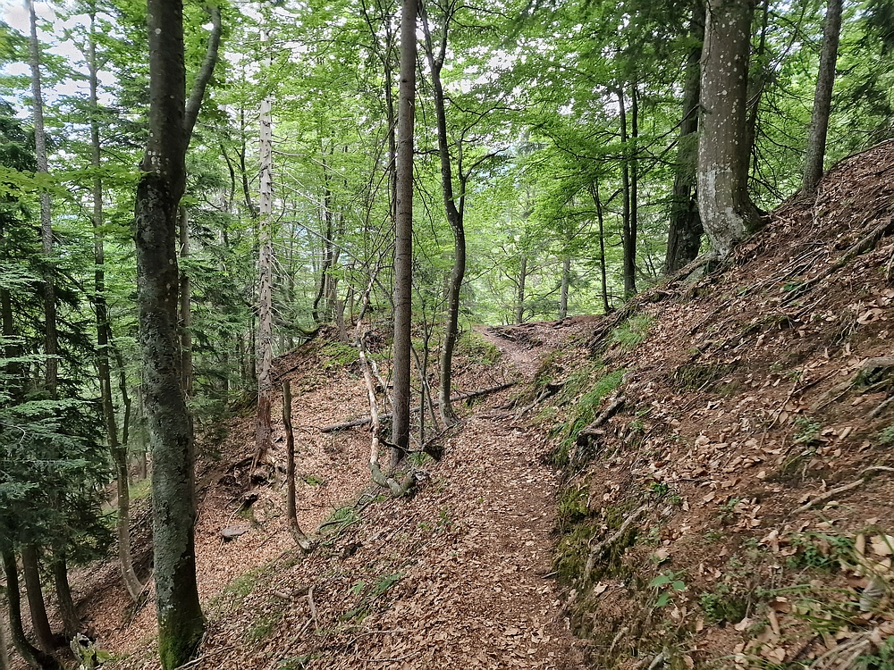 Slika je vidna v Google Chromu.