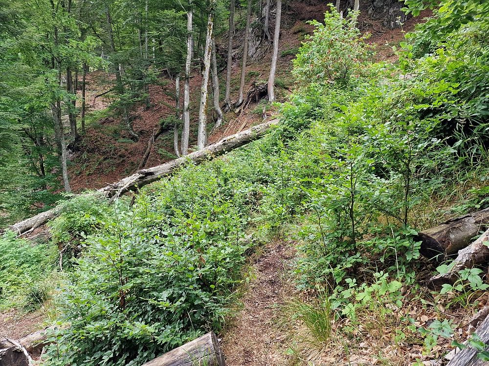 Slika je vidna v Google Chromu.